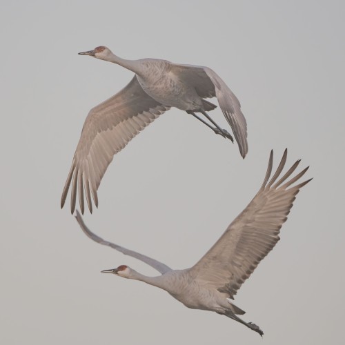 Flock of birds flying together collaboration teamwork