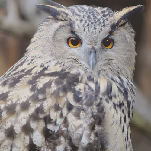 Great horned owl wildlife nature photography